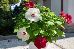 Hibiscus